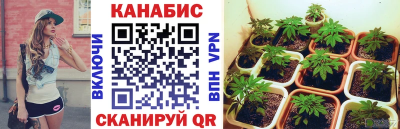 Бошки марихуана индика  где продают   Николаевск 